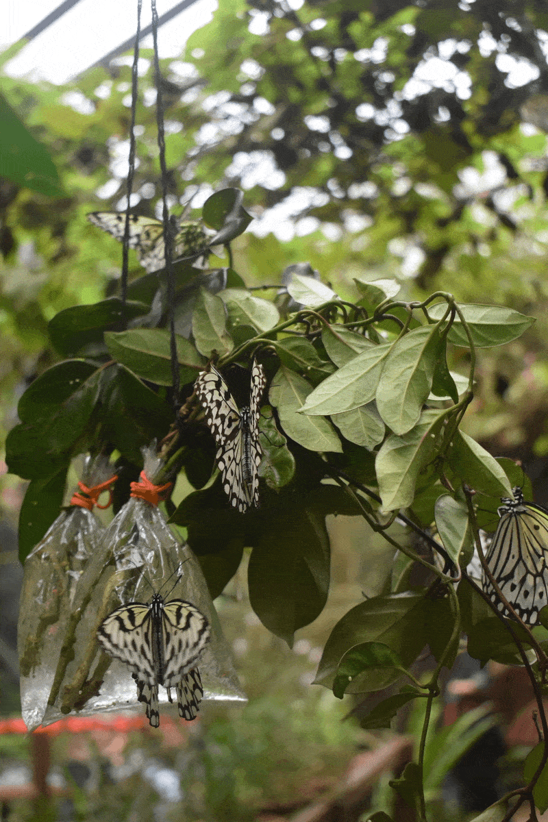 Feeding Frenzy