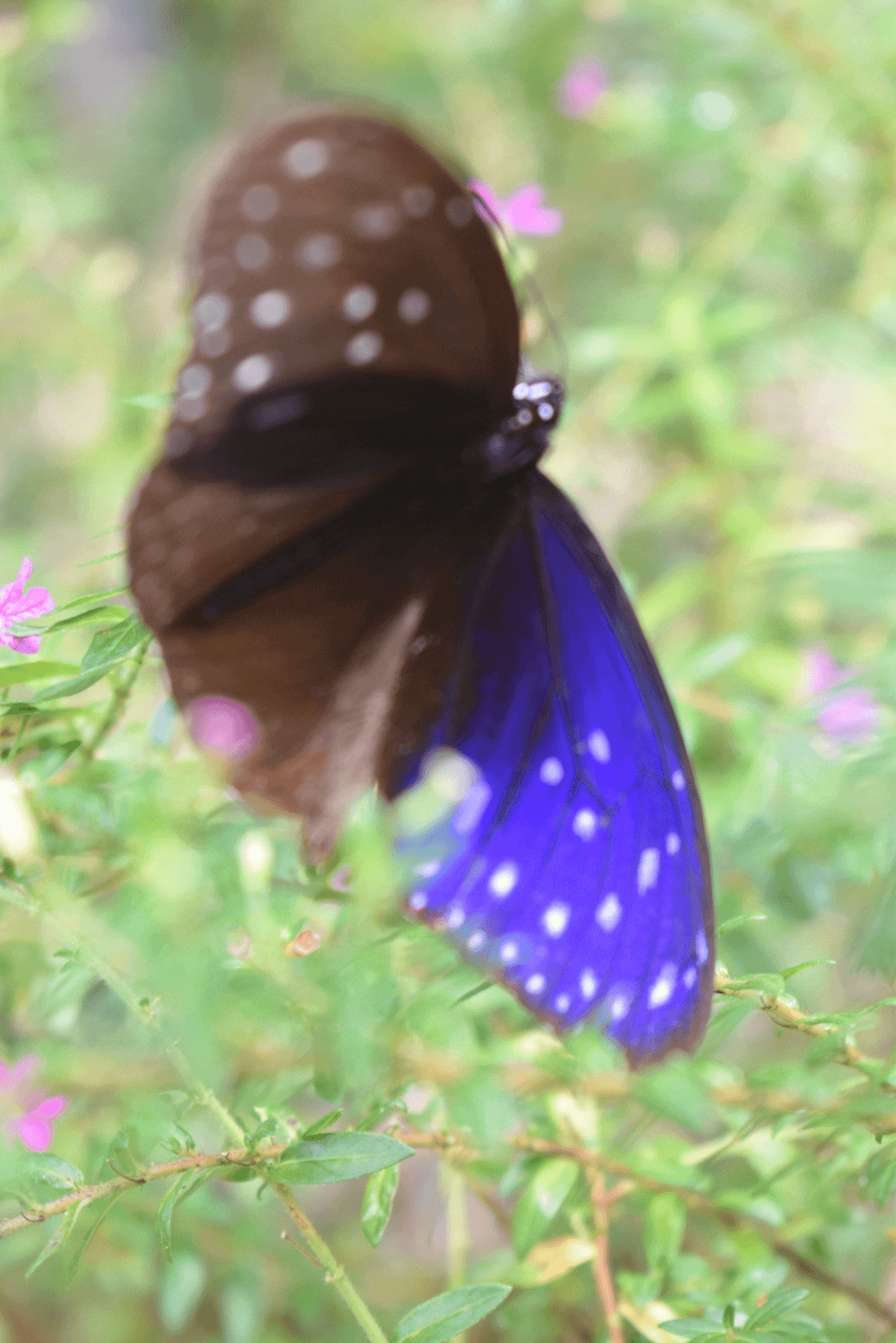Purple Butterfly