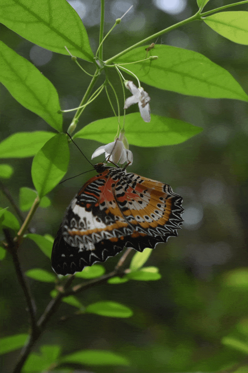 Sideways Butterfly
