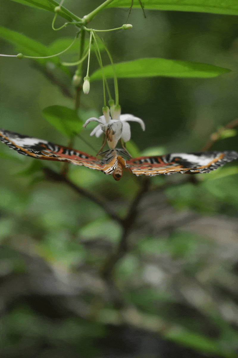Upside Down Butterfly