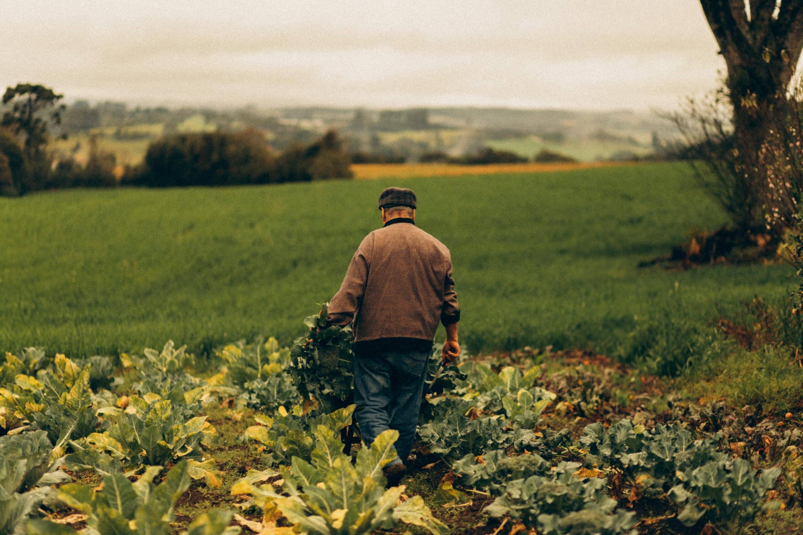 A man working in the farm.